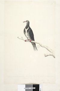 Strona 81. Wunga, gołąb wunge. Rysowane w skali 1/2 naturalnego rozmiaru. Dwa z tych gołębi były teraz widziane po raz pierwszy w grudniu 1791 r.... podobnie do... Wonga Pigeon Leucosarcia melanoleuca, 1791-92 autorstwa Unknown artist