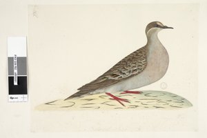 Strona 82. Brązowe Skrzydło. w dolnej części w innej ręce Naturalne rozmiary Gołąb brązujący Phaps chalcoptera, 1791-92 autorstwa Unknown artist