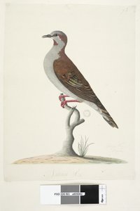Strona 83. Brązowy gołąb skrzydlaty. na dole pośrodku w innej dłoni Naturalna wielkość Pędzel Brązujący Pigeon Phaps elegans, 1791-92 autorstwa Unknown artist
