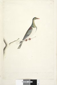 Strona 84. Gołąb z wyspy Norfolk narysowany w skali 1/2 naturalnej wielkości. Iris wątpliwe Norfolk Island Pigeon Hemiphaga novaeseelandiae spadicea, 1791-92 autorstwa Unknown artist