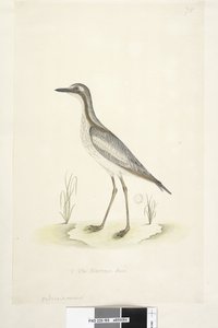 Strona 85. Oedicnemus. na dole pośrodku inną ręką 1/2 naturalnej wielkości Southern Stone, Curlew Burhinus magnirostris, 1791-92 autorstwa Unknown artist