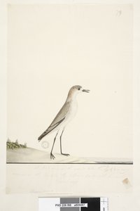 Strona 88. Charadrius. poniżej linii obramowania w innej ręce Ten ptak biega po ziemi jak skowronek piaskowy i jest bardzo pospolity na piaskach w różnych częściach portu. poniżej tego w trzeciej ręce Naturalny rozmiar Czerwona, krępowana Dotterel Charadri autorstwa Unknown artist