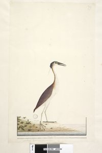 Strona 89. Ardea ..?.. Noc Nankeen, Czapla Nycticorax caledonicus, 1791-92 autorstwa Unknown artist