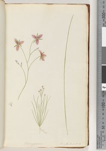 Page 8. Chlamysporum Sal. in Par Lond. No. 35 autorstwa Unknown artist
