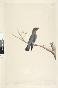 Strona 8. Coraciae. w dolnym otoku w innej ręce Październik. Zmniejszony do połowy Rysunek Ptaka zaczerpnięty z Dollar, Bird Eurystomus orientalis, 1791-92 autorstwa Unknown artist
