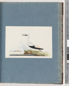Strona 91. Niezidentyfikowany ptak. Pel. Borssanus autorstwa Unknown artist