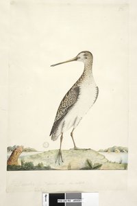 Strona 92. Scolopax. powyższy tytuł w innym rozdaniu Grudzień. Naturalna wielkość, tęczówka wątpliwa Japanese Snipe Gallinago hardwickii, 1791-92 autorstwa Unknown artist