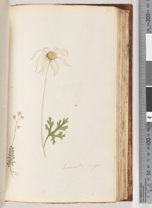 Strona 95. Eriocalia major autorstwa Unknown artist