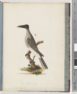 Strona 95. Hałaśliwy Friarbird. Pokrętło z frontem Honeyeater autorstwa Unknown artist