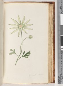 Strona 96. Eriocalia major. Uważam, że to prawdziwy kolor autorstwa Unknown artist