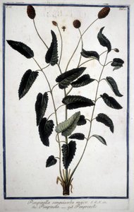 Pimprenelle: Pimpinella Sanguisorba major. autorstwa Unknown artist