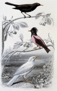 Tabliczka historii naturalnej: Kos, kos biały i kos różowy - w „”Oeuvres de Buffon””, wyd. Furne Jouvet & cie, Paryż autorstwa Unknown artist