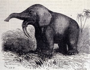 Prehistoria: przedstawienie Dinotherium, typ pachyderm. autorstwa Unknown artist