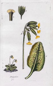 Pierwiosnek autorstwa Unknown artist
