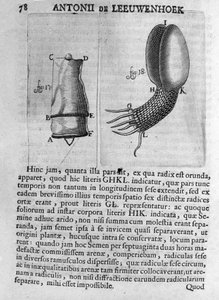 Przedstawienie nasion drzewa owocowego Studium holenderskiego kupca i przyrodnika Antoine van Leeuwenhoek (lub Leeuvenhoek lub Leeuwenhoeck) (lub Antoni lub Anthonie) (1632-1723) Rycina z „Invetigatio Arcanorum” 1722. autorstwa Unknown artist