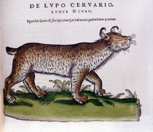 Przedstawienie rysia (wilka - jelenia) - Historia Animalium de Conrad Gesner (1516 - 1565), Tiguri autorstwa Unknown artist