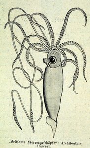 Reprezentacja Architeuthisa Harveyi, kałamarnicy olbrzymiej. autorstwa Unknown artist