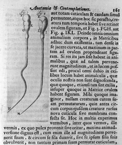 Reprezentacja plemników psów Opis wykonany przez holenderskiego kupca i naukowca Antoine van Leeuwenhoek (lub Leeuvenhoek Leeuwenhoeck) (lub Antoni lub Anthonie) (1632-1723). Grawer z „Investigatio Arcanorum” 1722 autorstwa Unknown artist