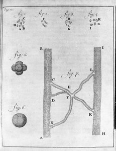 Reprezentacja krwinek (czerwonych krwinek) łososia i turbota Badanie holenderskiego kupca i przyrodnika Antoine van Leeuwenhoek (lub Leeuvenhoek lub Leeuwenhoeck) (lub Antoni lub Anthonie) (1632-1723) Rycina z „Epistolae ad Societatem Regiam Angliam” 17 autorstwa Unknown artist