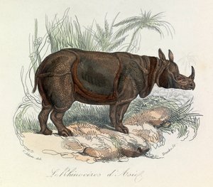 Nosorożec azjatycki sklasyfikowany według nomenklatury Linneusza i Cuviera (rycina) autorstwa Unknown artist