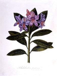 Rododendron (Mosty rododendronów). autorstwa Unknown artist