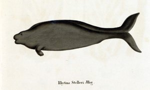 Rhytina Stelleri zwana także krową morską Steller, okaz zaginął w XVIII wieku. autorstwa Unknown artist
