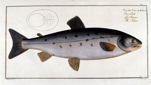 Łosoś (Salmo salar) Marc Elieser Bloch Ichtyologie Paryż - Berlin - Londyn 1787. autorstwa Unknown artist