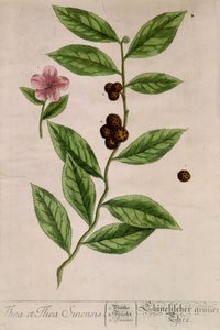 Herbata Sinensis - deska botaniczna autorstwa Unknown artist