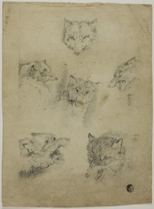 Sześć szkiców głów wilka autorstwa Unknown artist