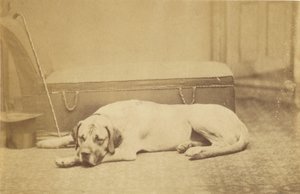 [Sleeping Dog] autorstwa Unknown artist
