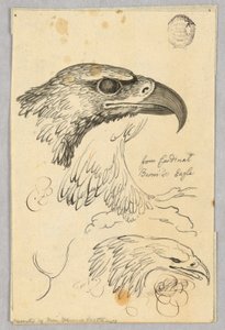 Studia o dwóch głowach orła i jednym skrzydle, od Orła kardynała Bernisa autorstwa Unknown artist