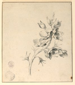 Studium gałązki dzikich róż autorstwa Unknown artist