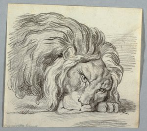 Studium lwa autorstwa Unknown artist