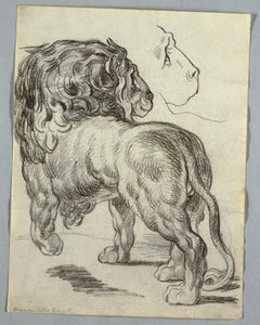 Studium lwa autorstwa Unknown artist