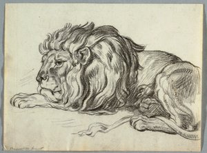 Studium lwa autorstwa Unknown artist