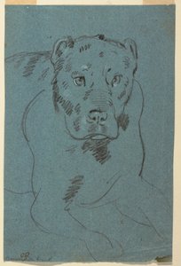 Studium lwicy autorstwa Unknown artist