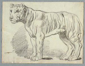 Studium tygrysa autorstwa Unknown artist