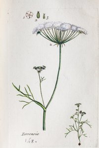 Terrenoix (Terre-Noix, Nox de Terre) autorstwa Unknown artist