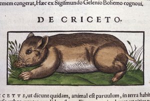 Chomik w historii zwierząt Conrada Gesnera (1516-1565), Tiguri autorstwa Unknown artist