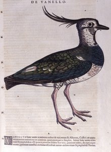 Czajka w Historia Animalium Conrada Gesnera (1516-1565), Tiguri autorstwa Unknown artist