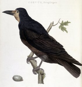 Raven Fruglegus - tablica historii naturalnej autorstwa Unknown artist
