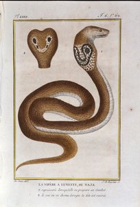 Żmija bezelowa lub Naja. Tabliczka zaczerpnięta ze zdrady Historii Naturalnej „Dzieła Buffona” autorstwa przyrodnika Georgesa Louisa Leclerca, hrabiego Buffon (1707 - 1788). 19 wiek autorstwa Unknown artist