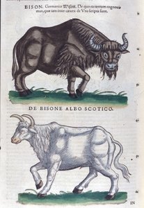 Żubr i biały żubr z Historia animalium Konrada Gesnera, Tiguri autorstwa Unknown artist