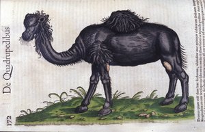 Wielbłąd z Historii zwierząt Konrada Gesnera, Tiguri autorstwa Unknown artist