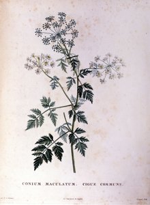 Wspólna cykuta. Grawerowanie XVIII wieku. autorstwa Unknown artist