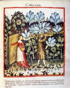 Uprawa kwiatu kapusty w ogrodzie warzywnym. Oświetlenie z doju medycyny i dietetyki „”Tacuinum sanitatis”” autorstwa Unknown artist