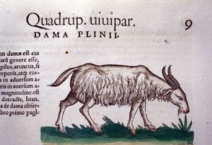 Koza po Historia animalium Konrada Gesnera, Tiguri autorstwa Unknown artist