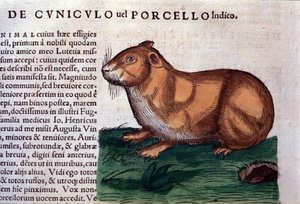 Świnka morska wg Historia animalium Konrada Gesnera, Tiguri autorstwa Unknown artist