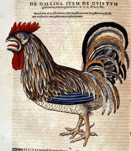 Kogut wg Historia Animalium Conrada Gesnera, Tiguri 1560. Biblioteca Nazionale Braidense. Mediolan autorstwa Unknown artist