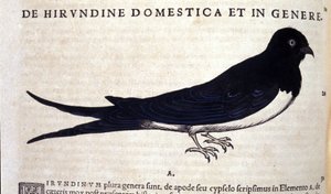 Jaskółka wg Historii animalium Konrada Gesnera, Tiguri autorstwa Unknown artist